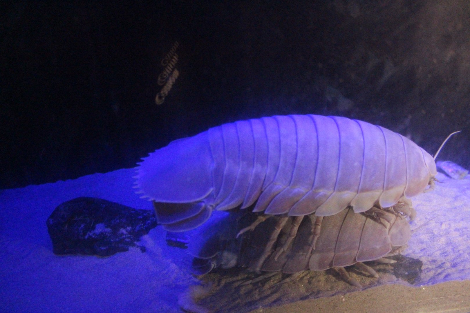 Giant isopod