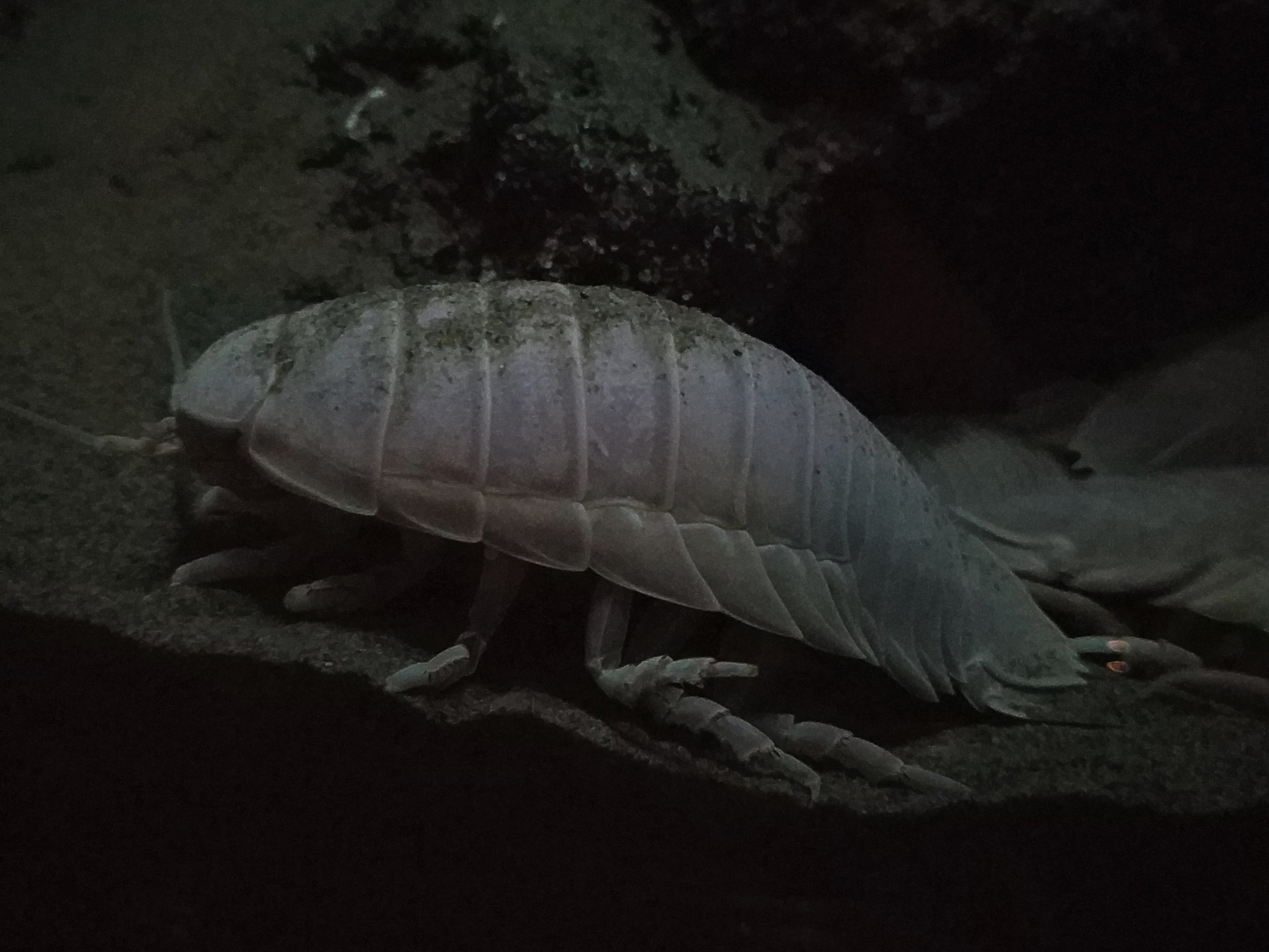 Giant Isopod