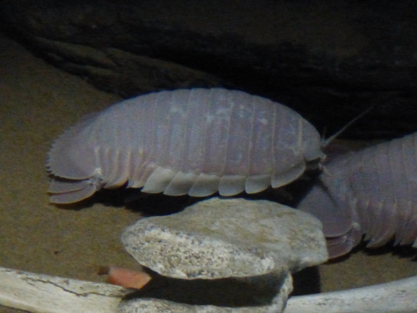 Giant isopod