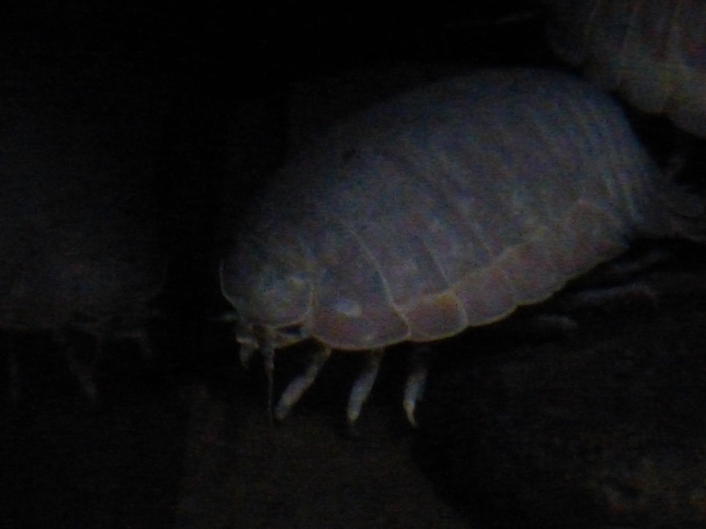 Giant isopod