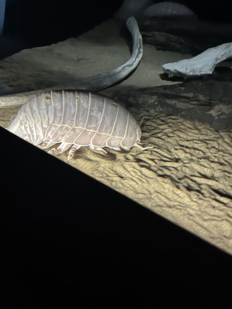 Giant Isopod