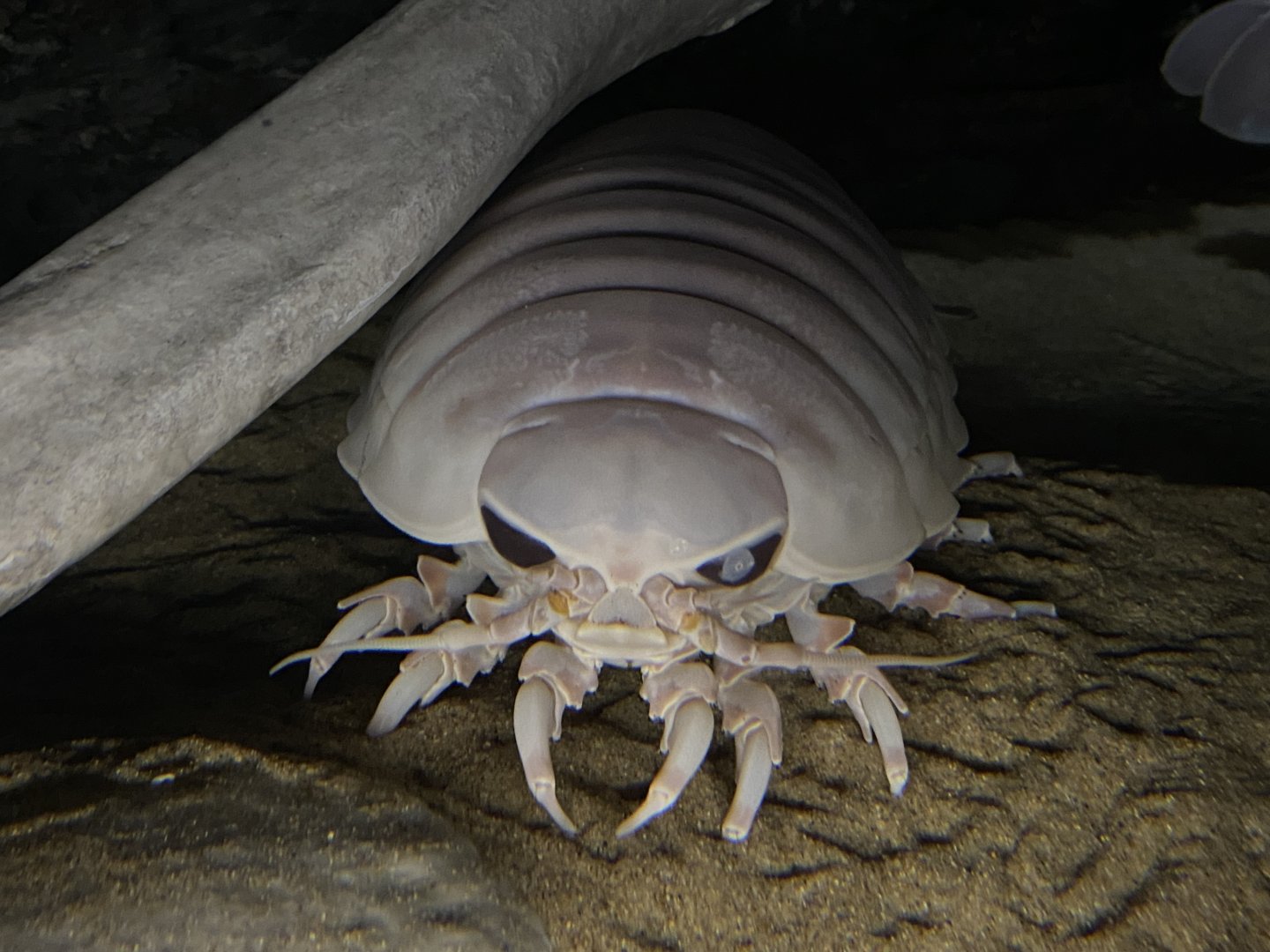 Giant isopod