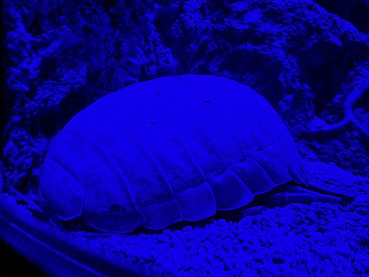 Giant Isopod