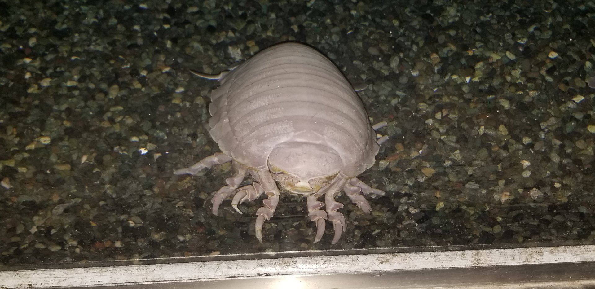 Giant Isopod