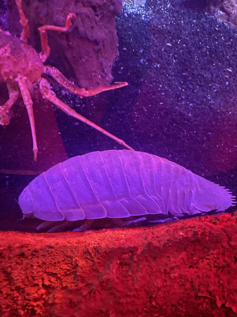 Giant Isopod