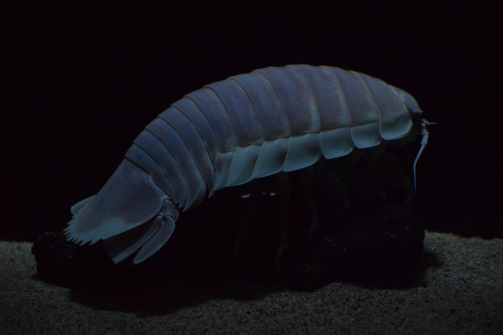 Giant isopod