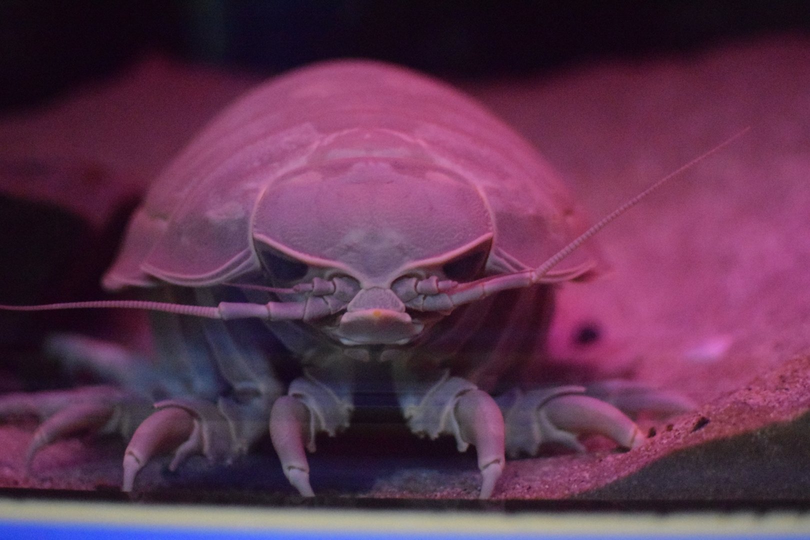 Giant isopod