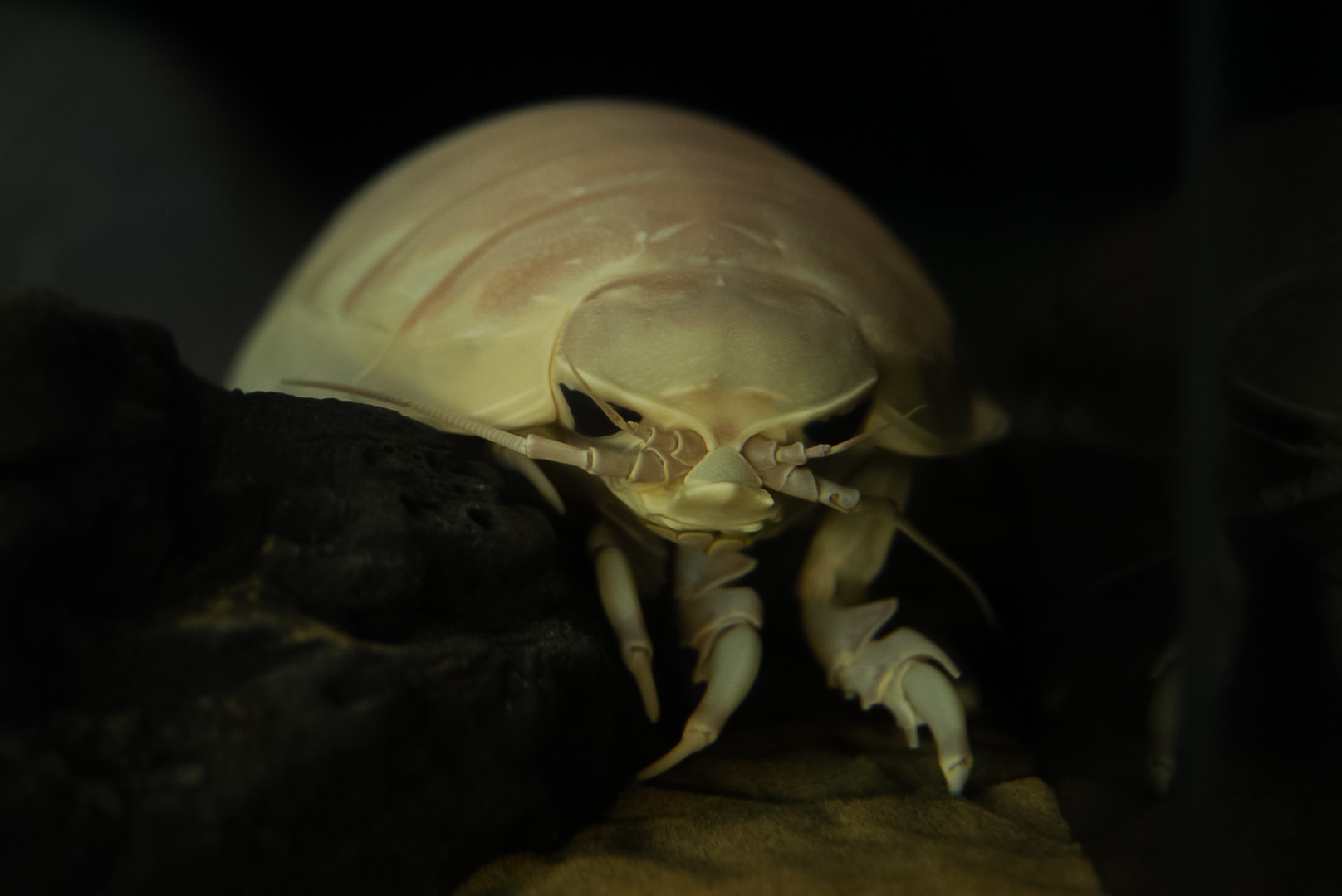 Giant Isopod