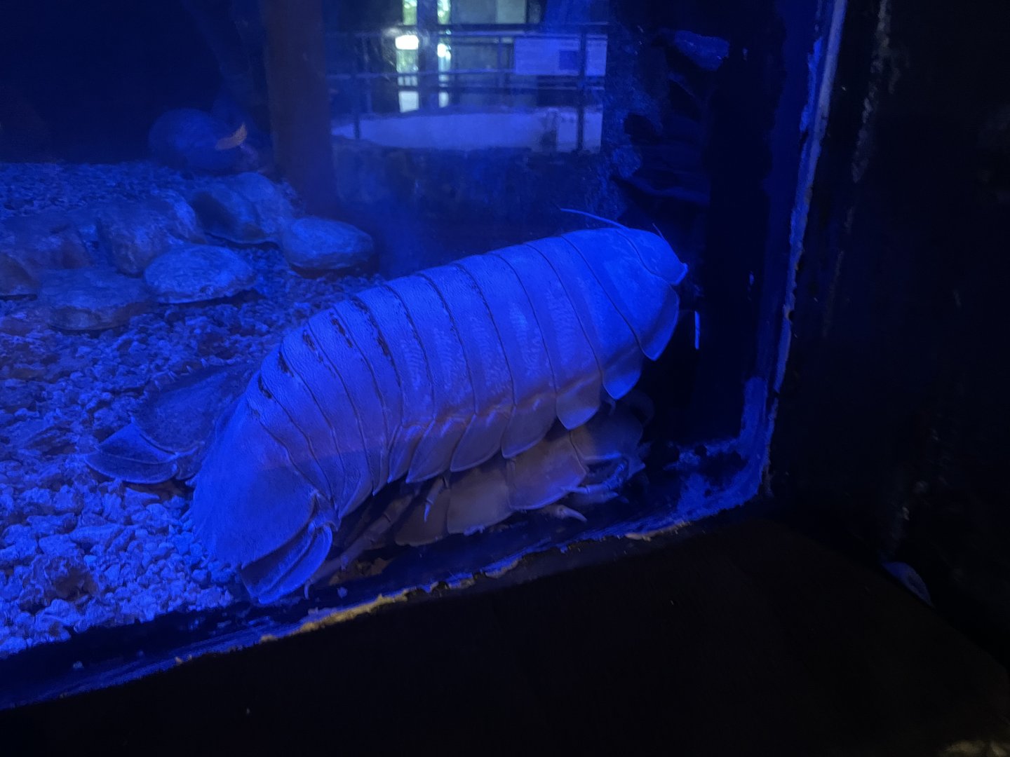Giant isopods (1/2/24)