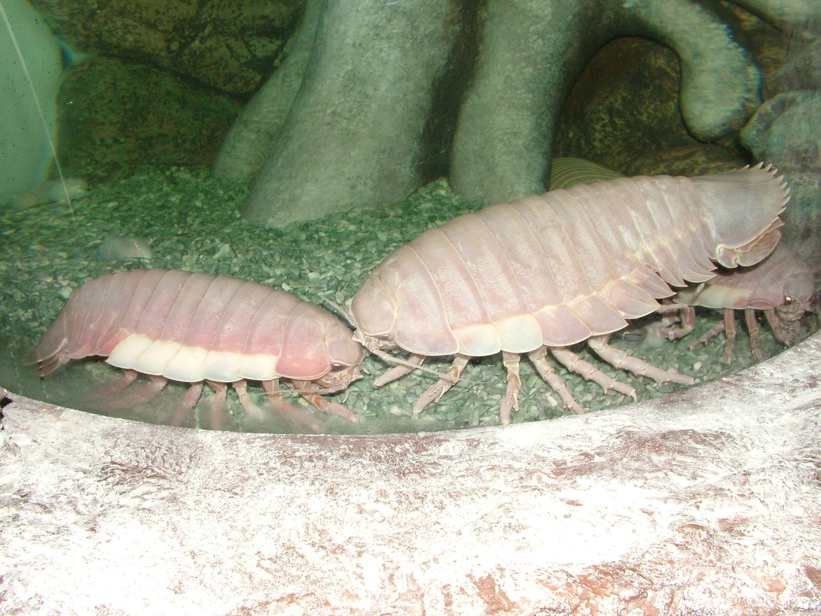 Giant Isopods at Blackpool SeaLife Centre 09