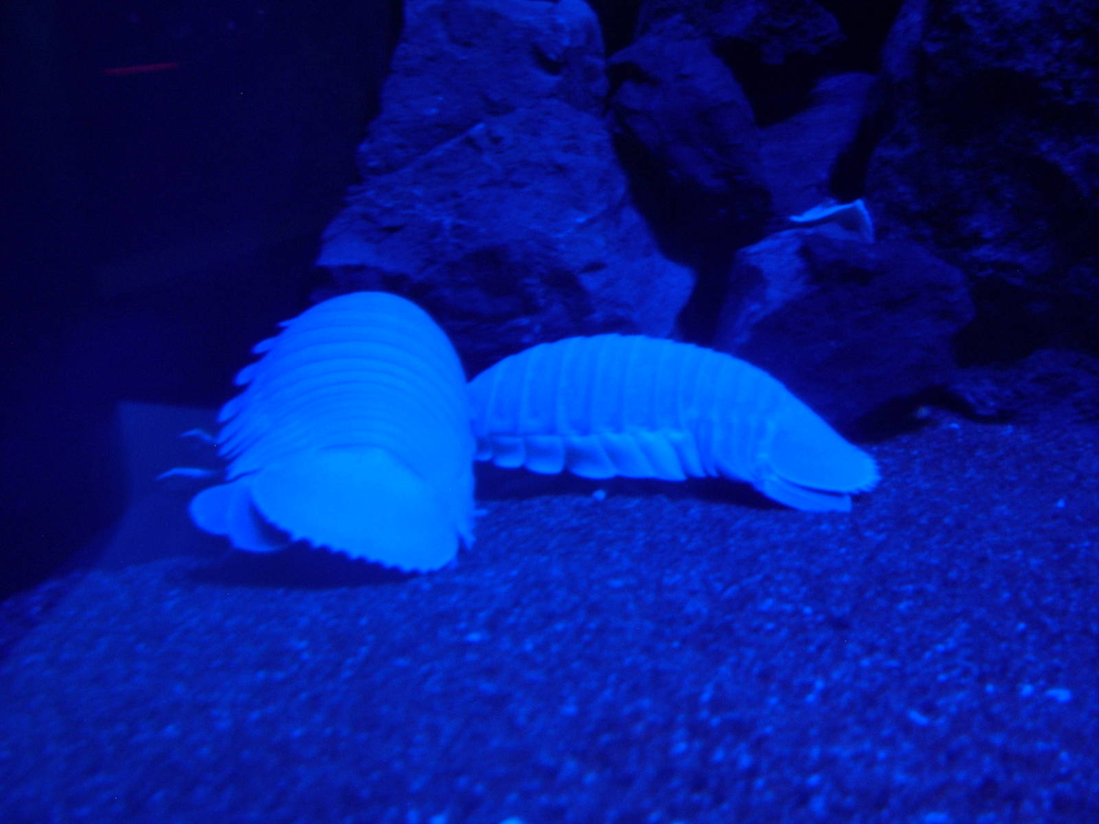 Giant Isopods at The Deep, 08/12/07