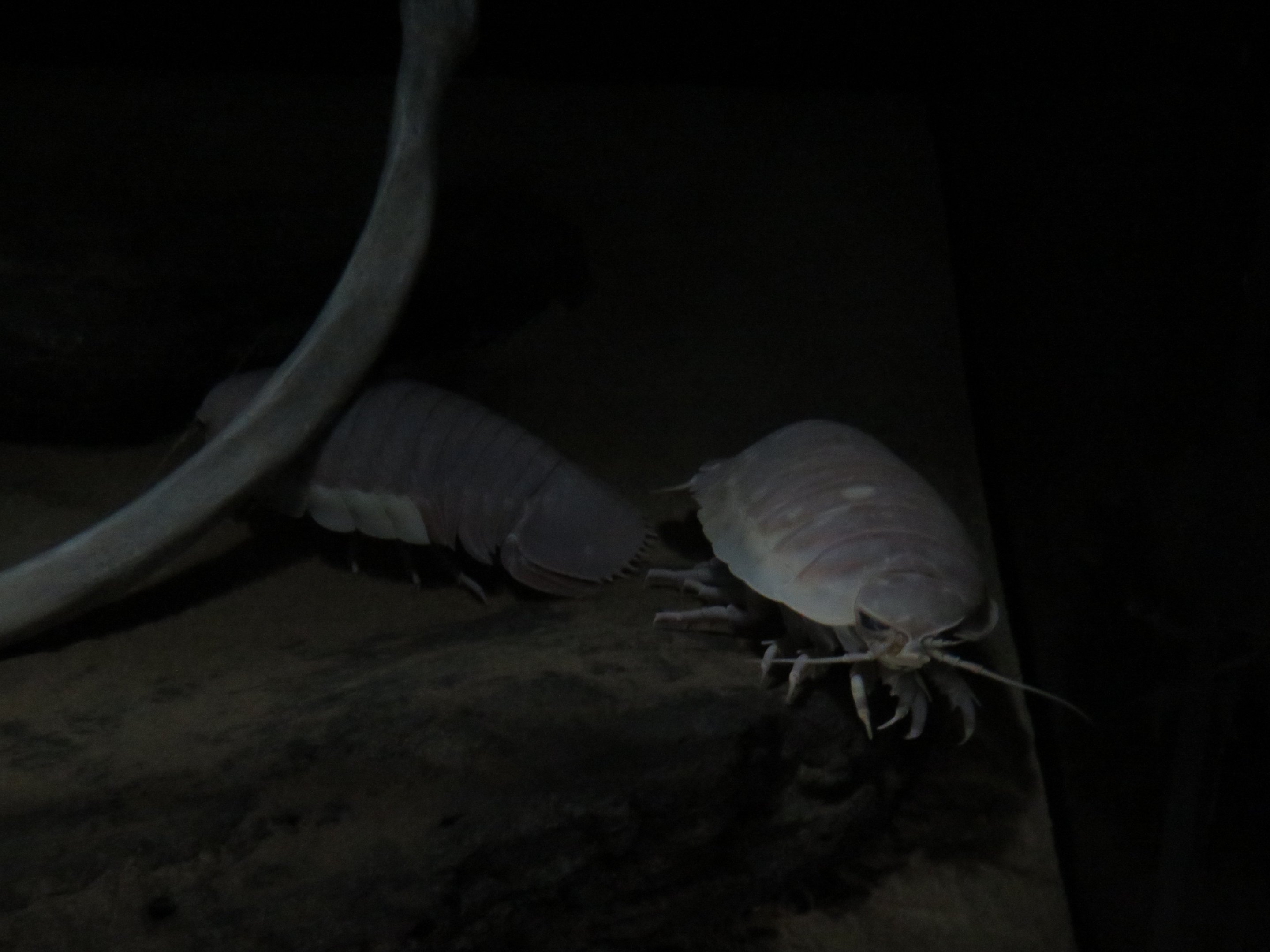 Giant Isopods