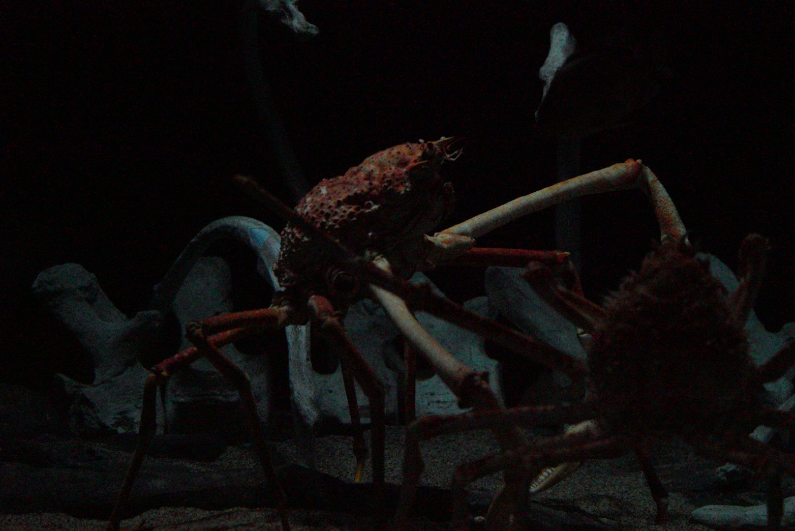 Giant Japanese Spider Crab (Macrocheira kaempferi)