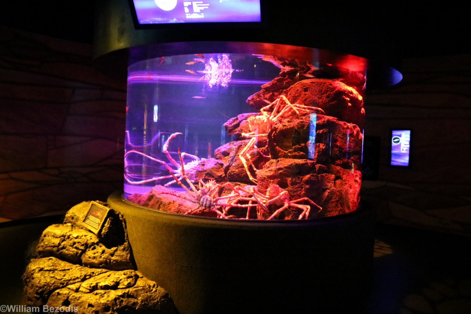 Giant Japanese Spider Crab Tank