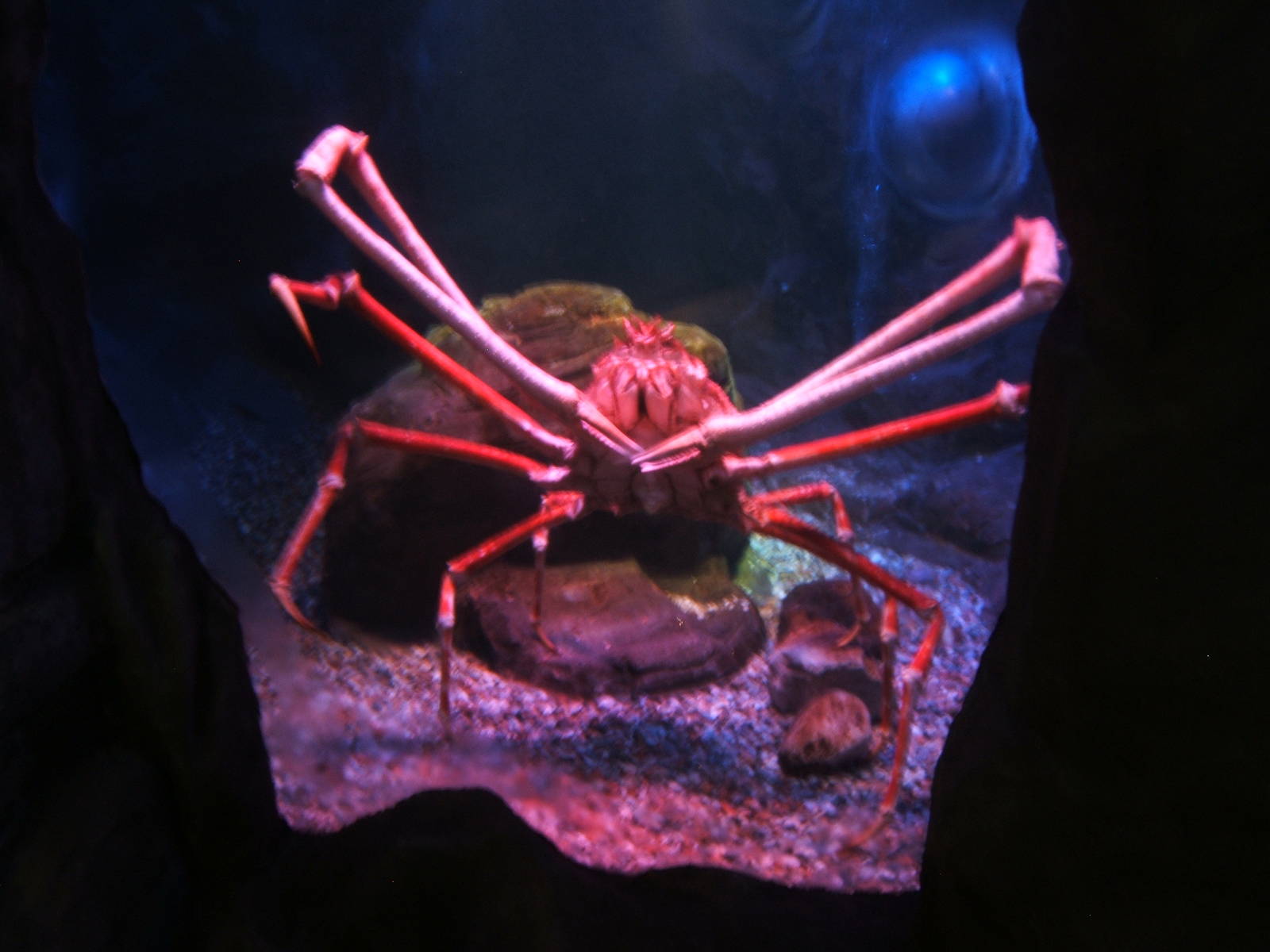 Giant Japanese Spider Crab
