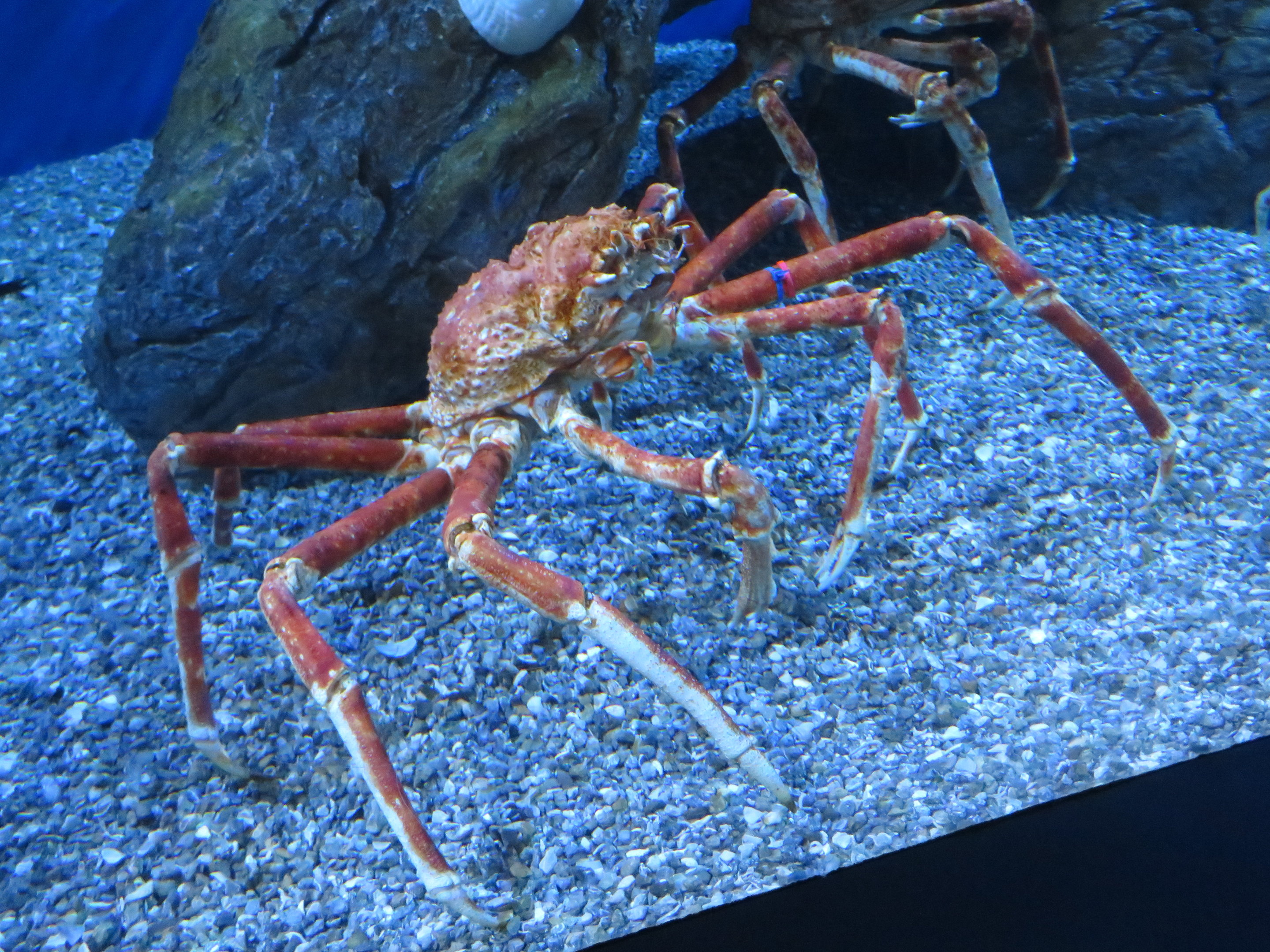 Giant Japanese Spider Crab