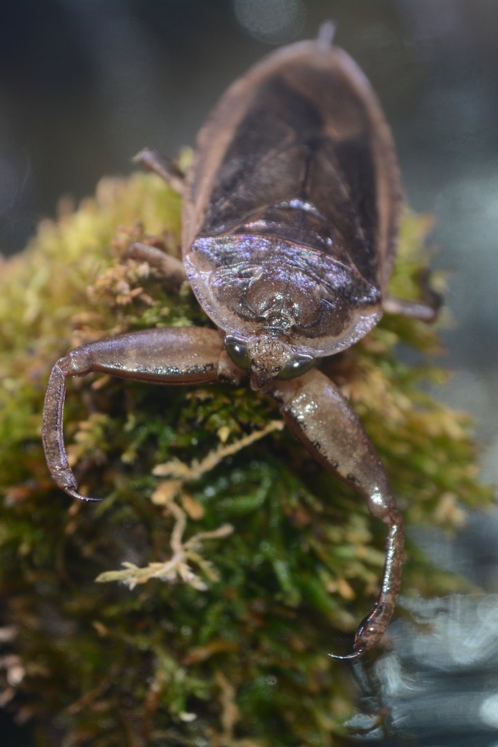 Giant Japanese water bug (Lethocerus deyrollei)