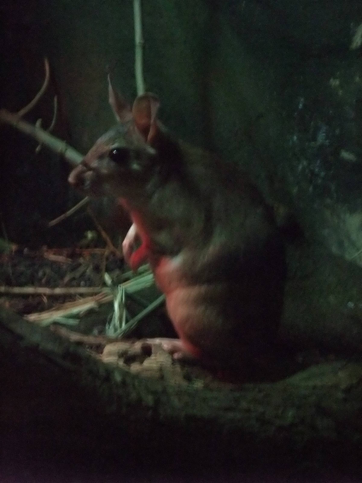 Giant Jumping Rat at London, 16/11/11