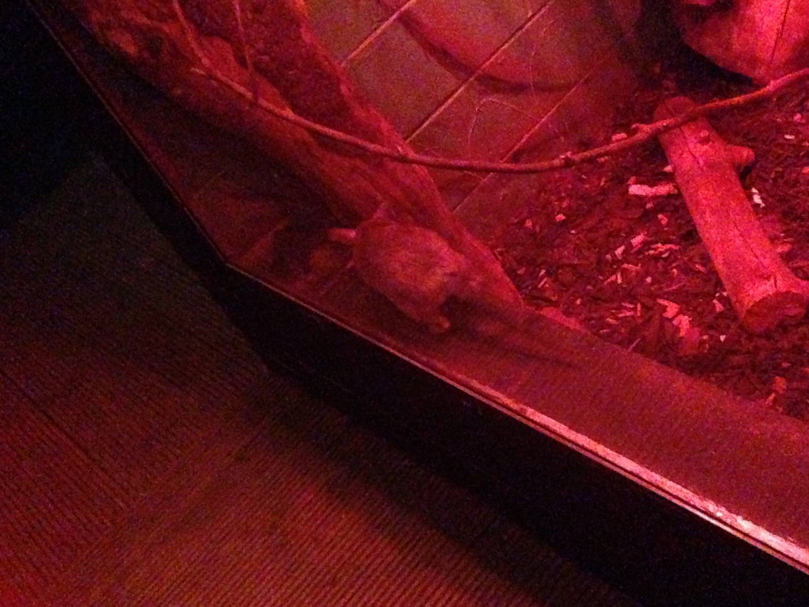 Giant Jumping Rat at Tropical World - 02/10/2013