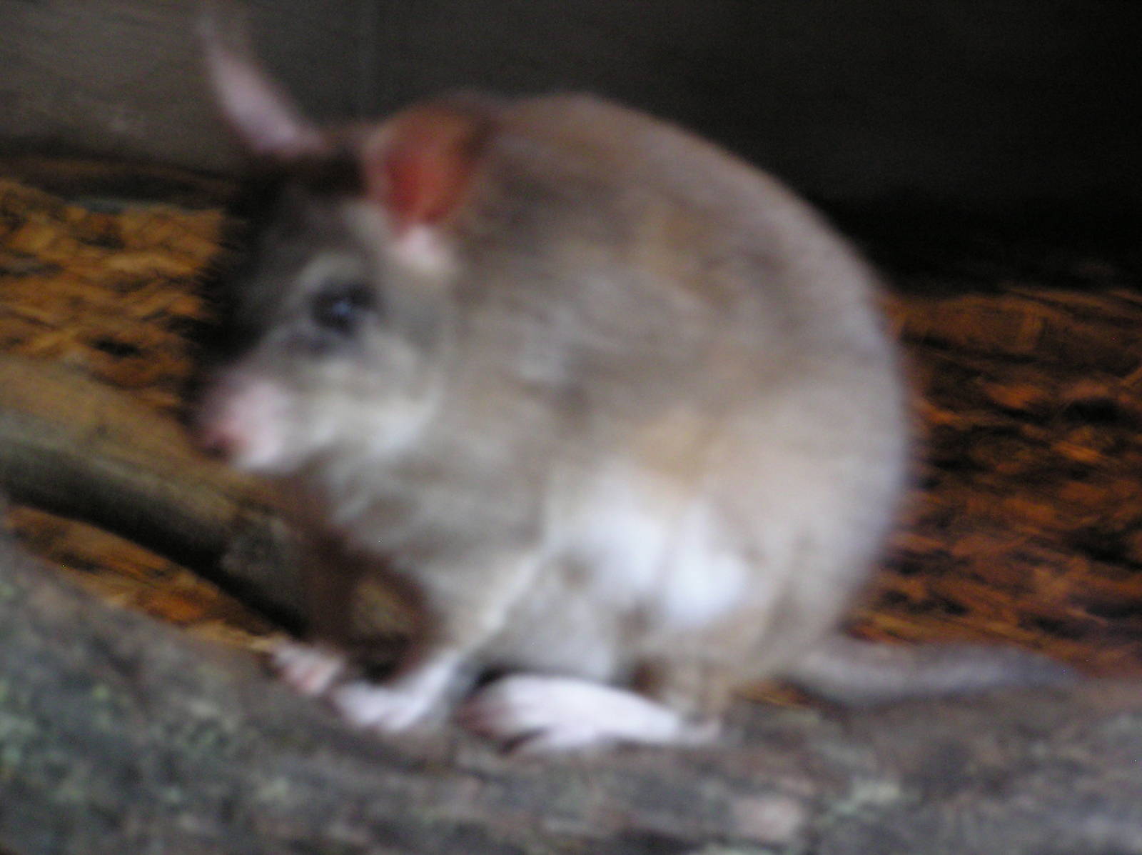 Giant Jumping Rat