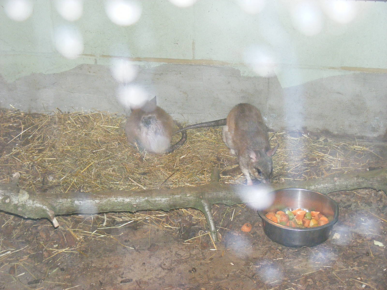 Giant Jumping Rats in Heart of Africa exhibit at Marwell, 20 March 2009
