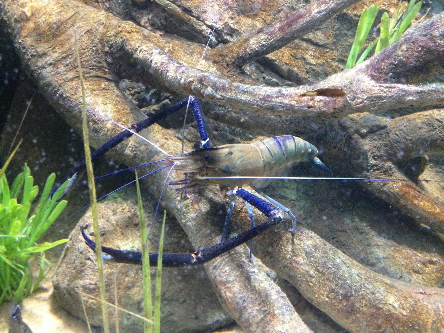 Giant Jungle Prawn (Macrobrachium lar)