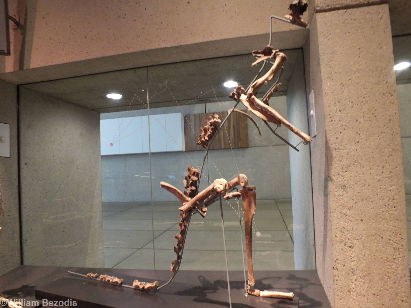 Giant Kangaroo - Queensland Museum