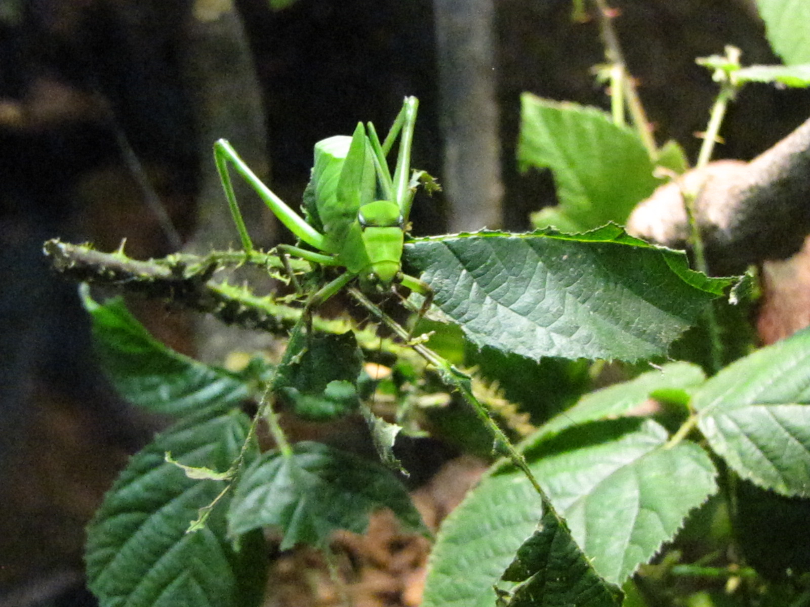 Giant Katydid at Bugs of Fun open evening