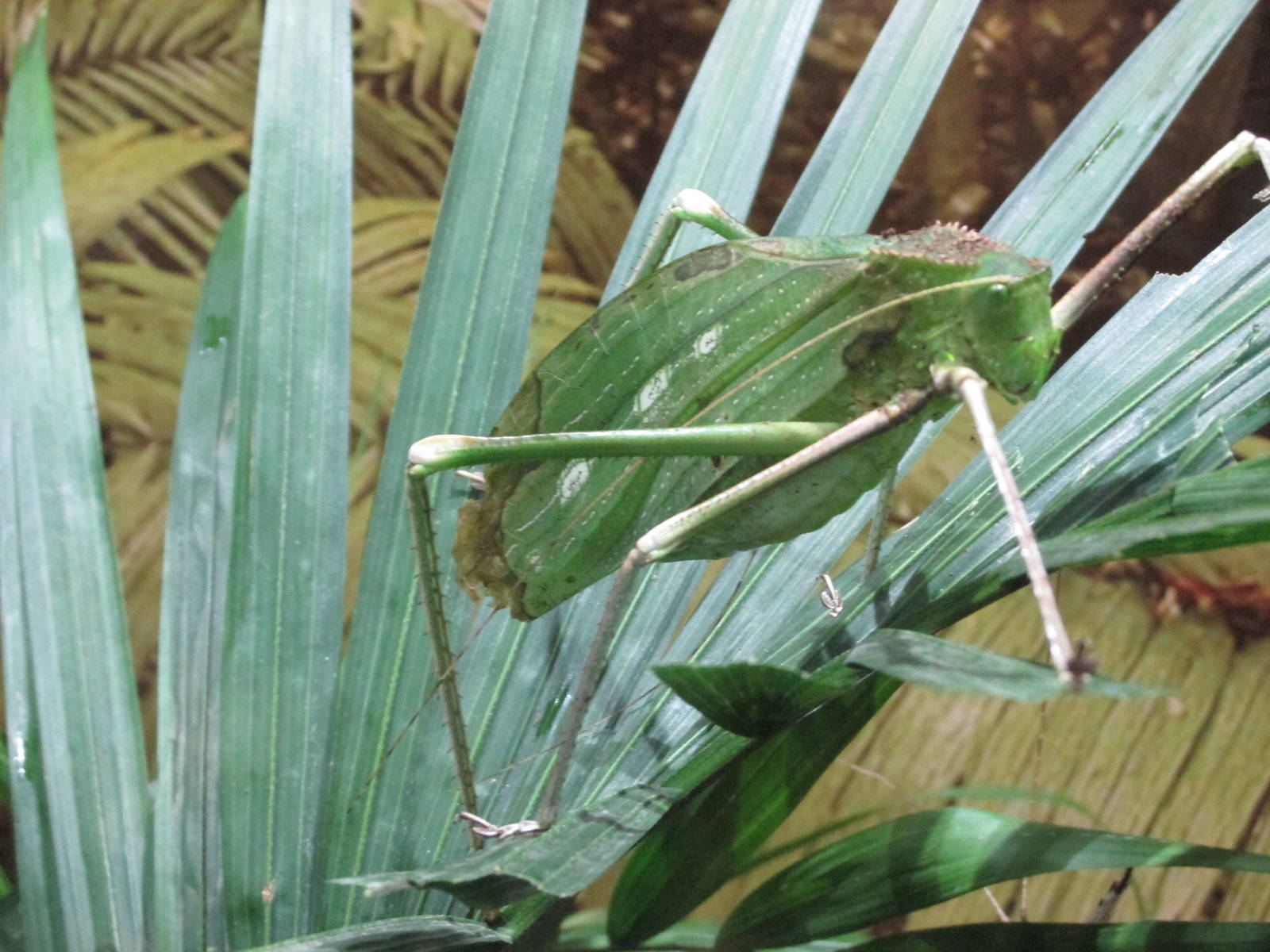 giant katydid bughouse houston zoo