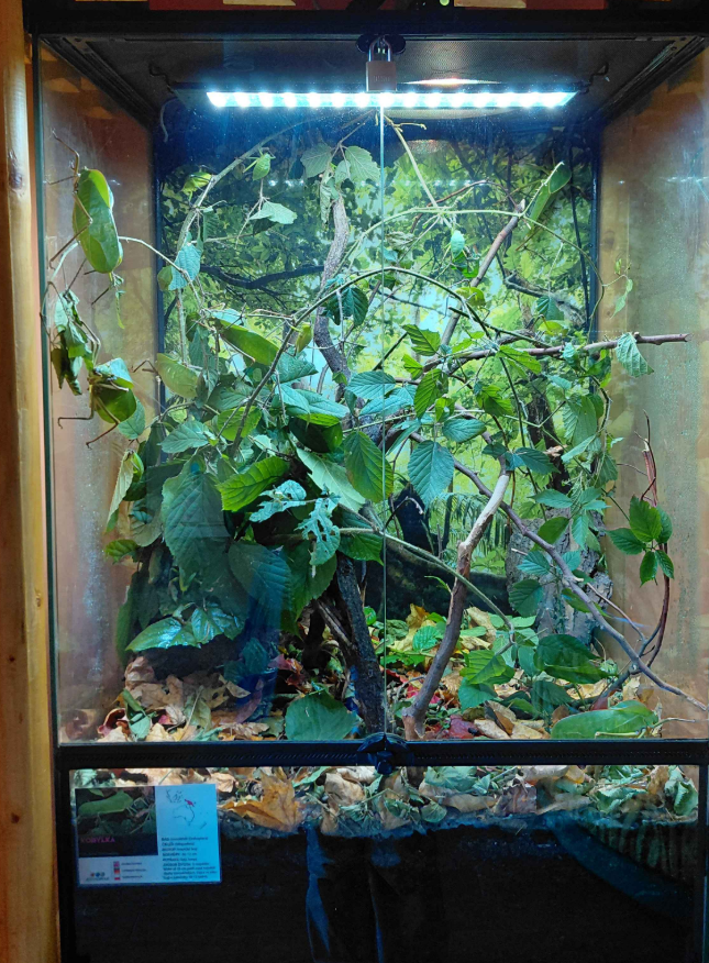Giant katydid exhibit