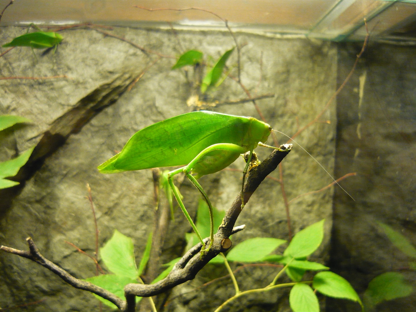 Giant katydid (Stilpnochlora couloniana)