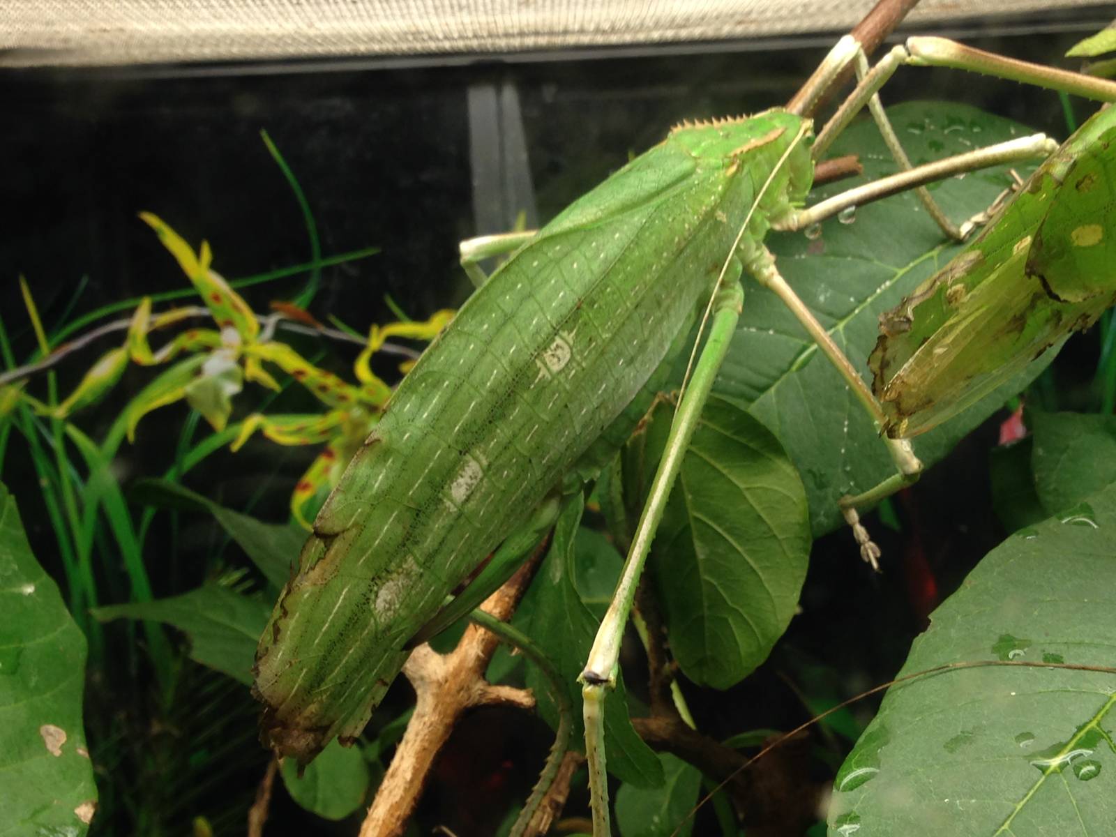 Giant Katydid