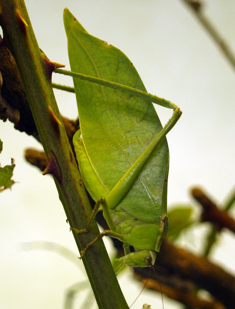 Giant katydid