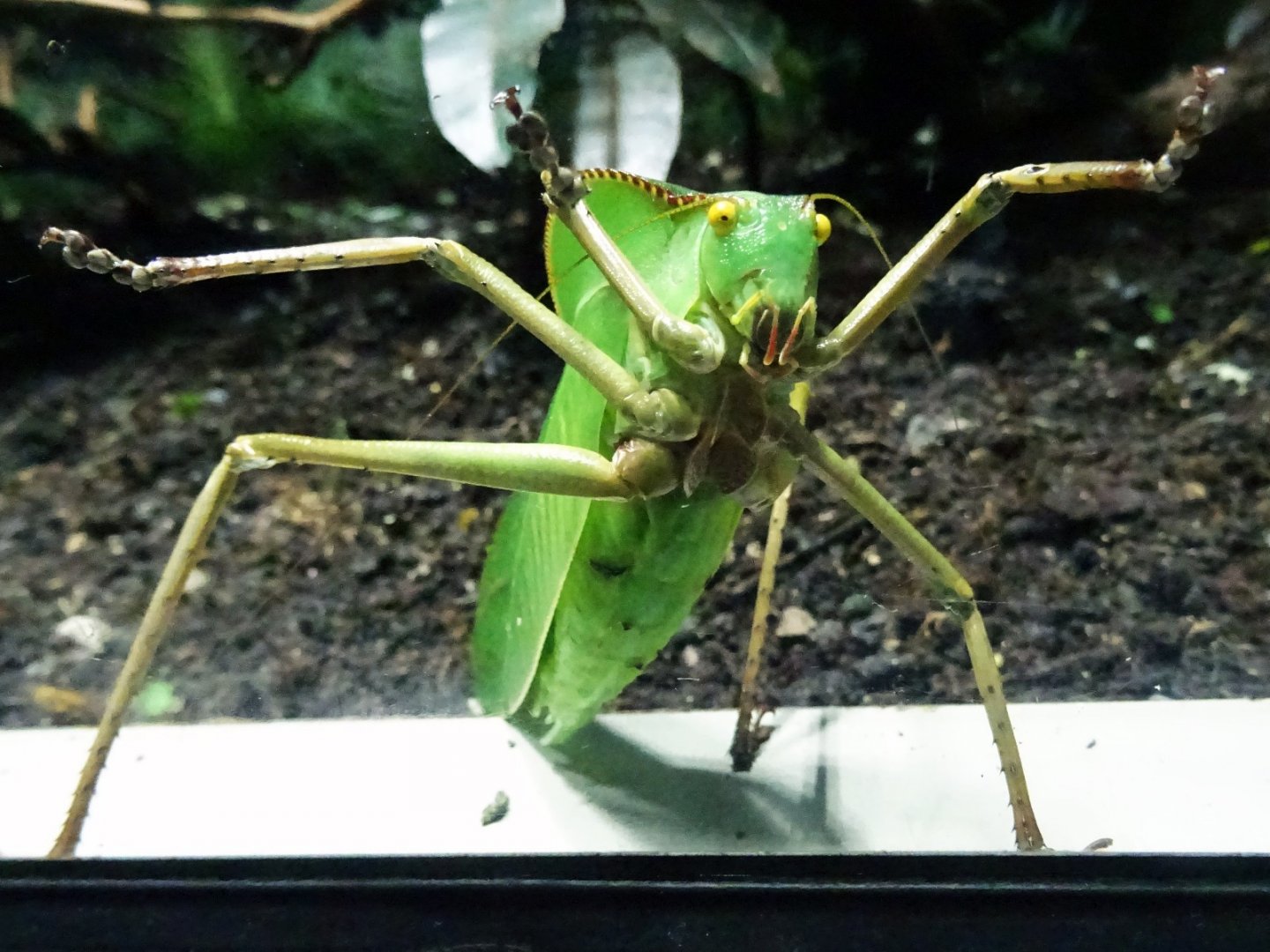 Giant Katydid