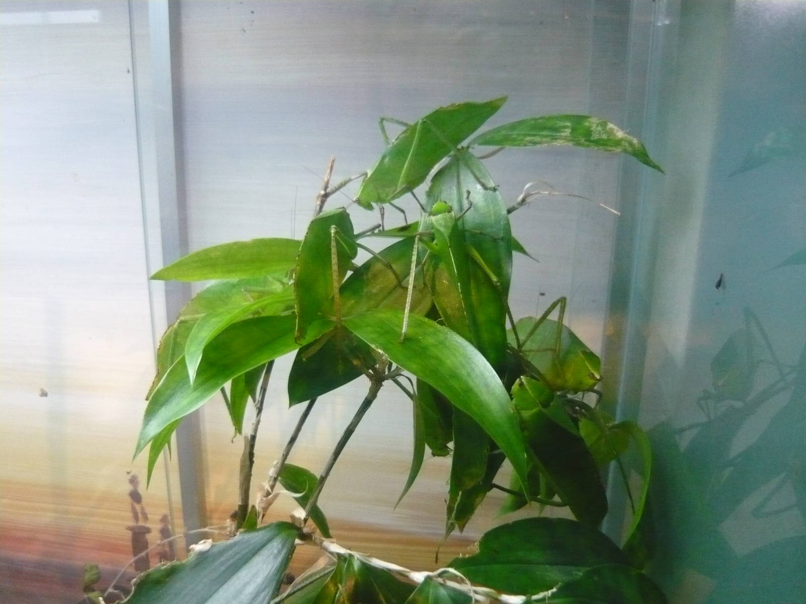 Giant katydids (Stilpnochlora couloniana)