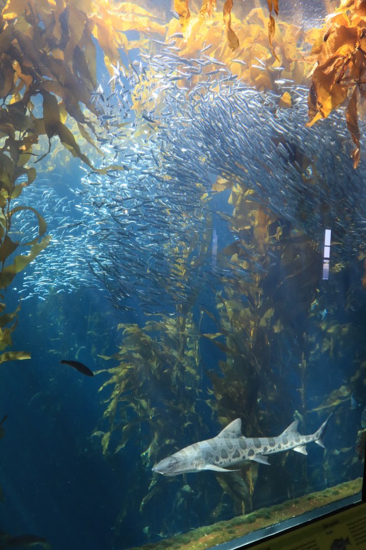 Giant kelp forest aquarium (June 2019)