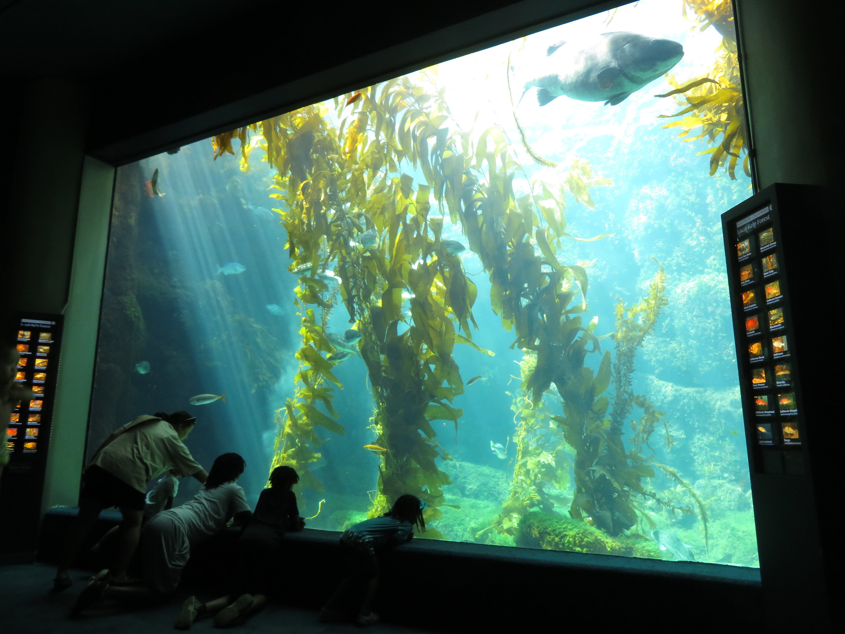 Giant Kelp Forest