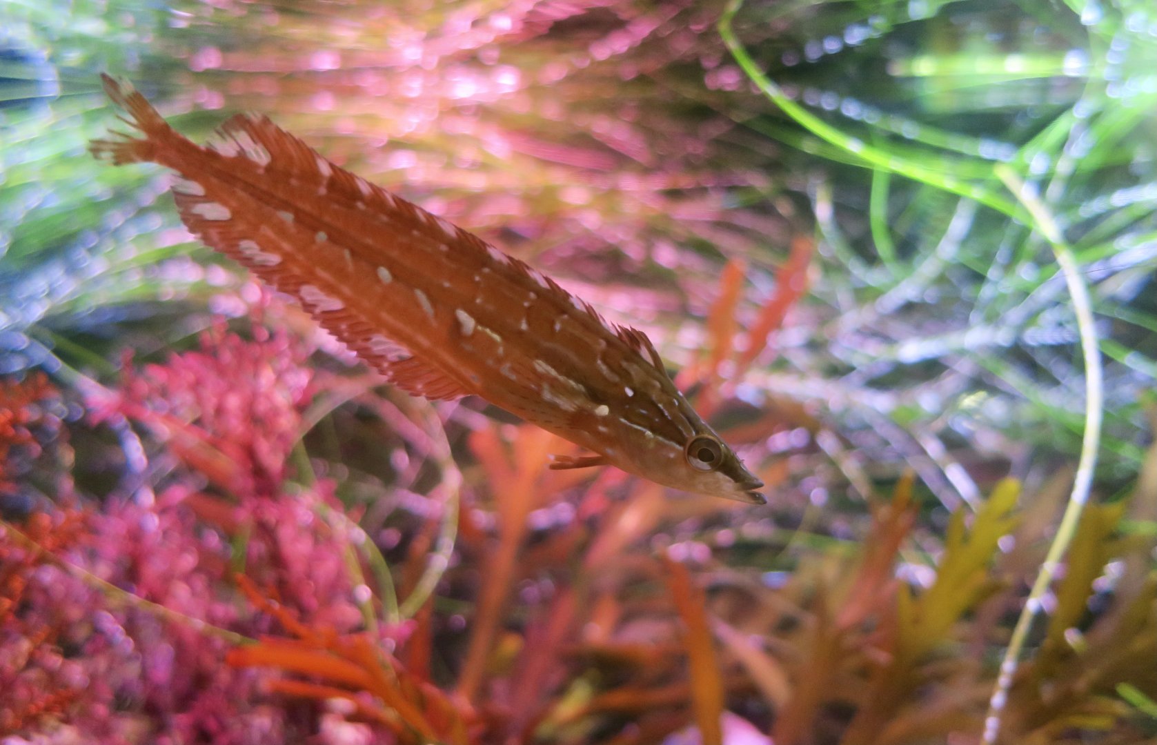 Giant Kelpfish (Heterostichus rostratus) young