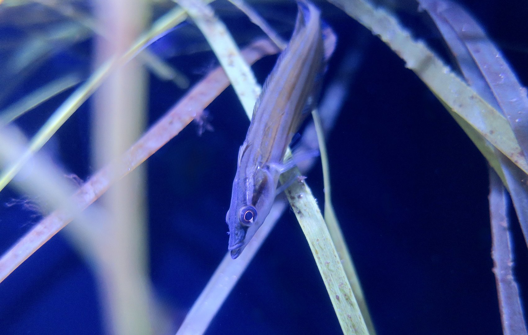 Giant Kelpfish (Heterostichus rostratus) young