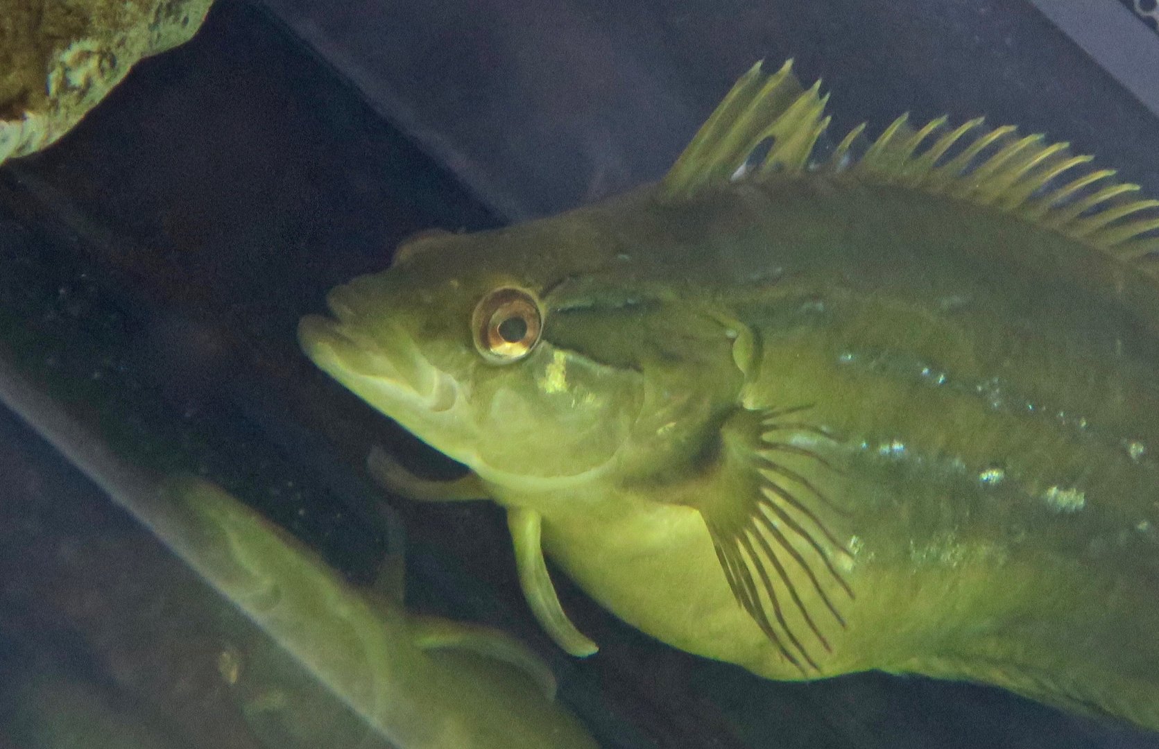 Giant Kelpfish (Heterostichus rostratus)