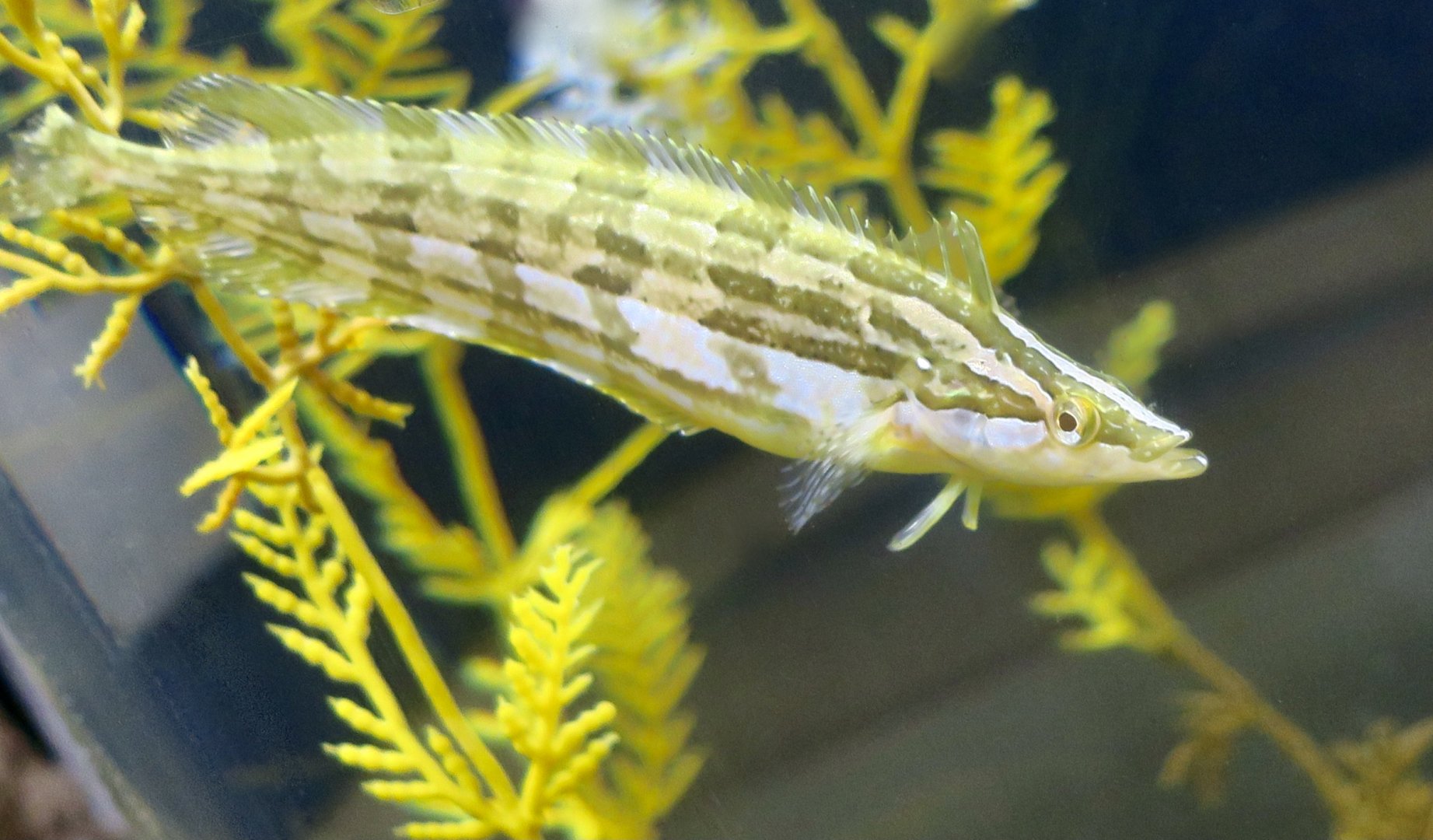 Giant Kelpfish (Heterostichus rostratus)
