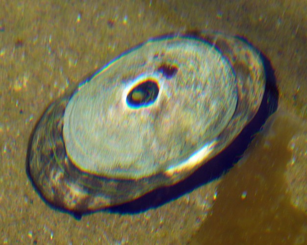Giant keyhole limpet (Megathura crenulata)