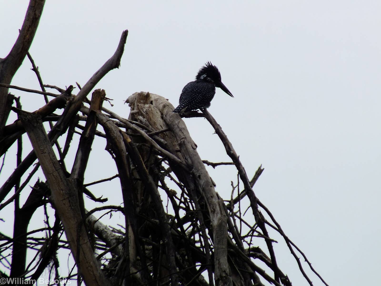 Giant Kingfisher - Lake Naivasha