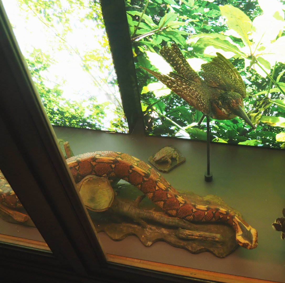 Giant kingfisher (Megaceryle maxima) and Rhinoceros viper (Bitis nasicornis) specimens, 2021-10-20