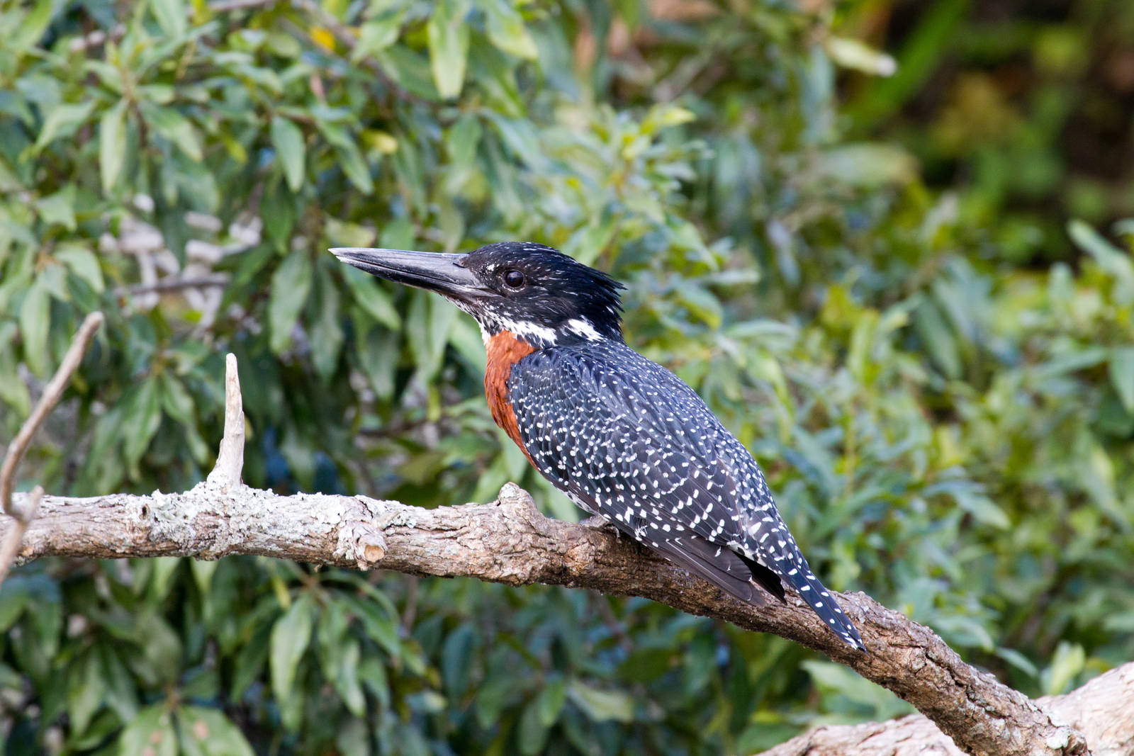 Giant Kingfisher