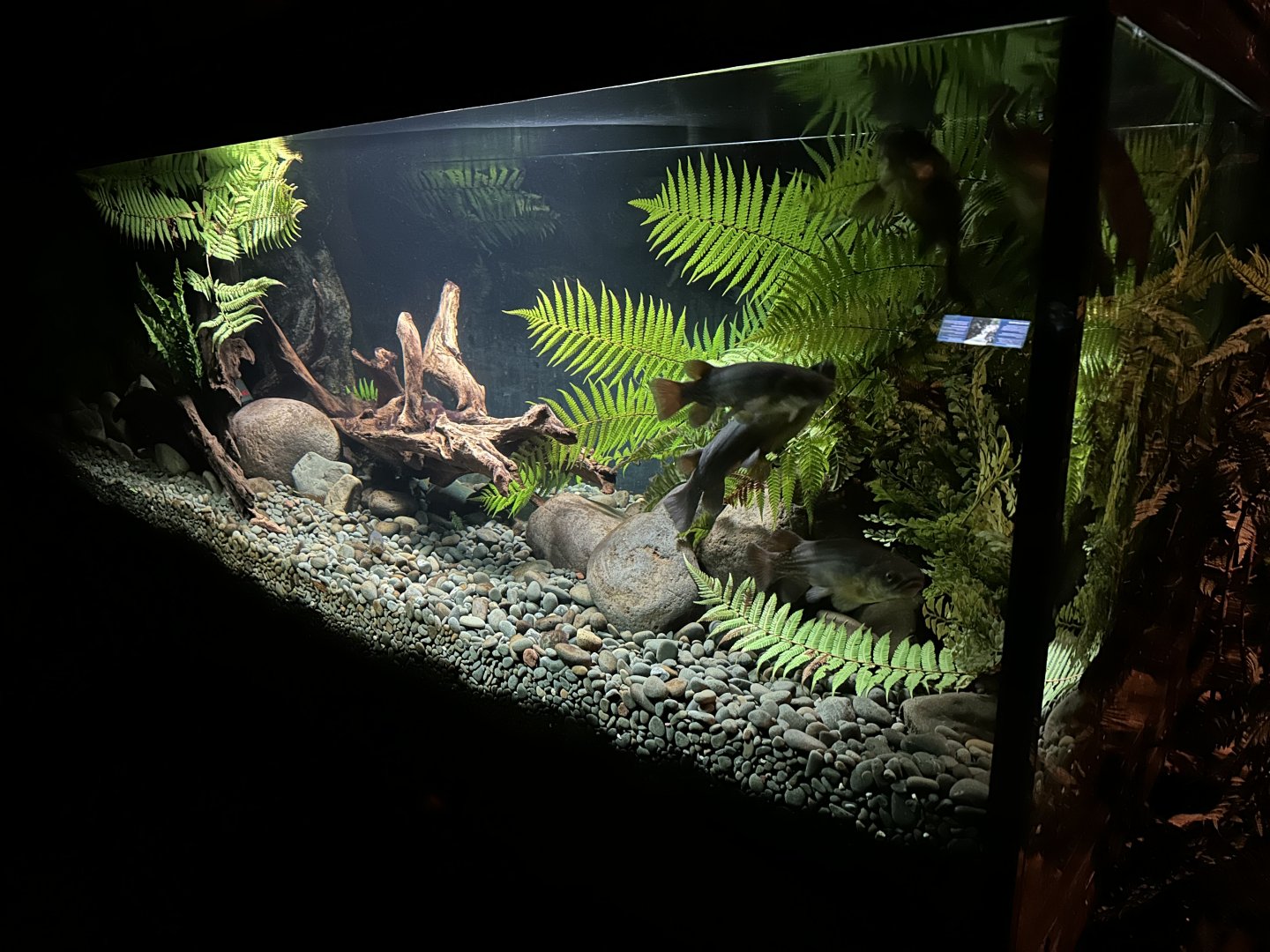 Giant Kokopu Exhibit (The Night)