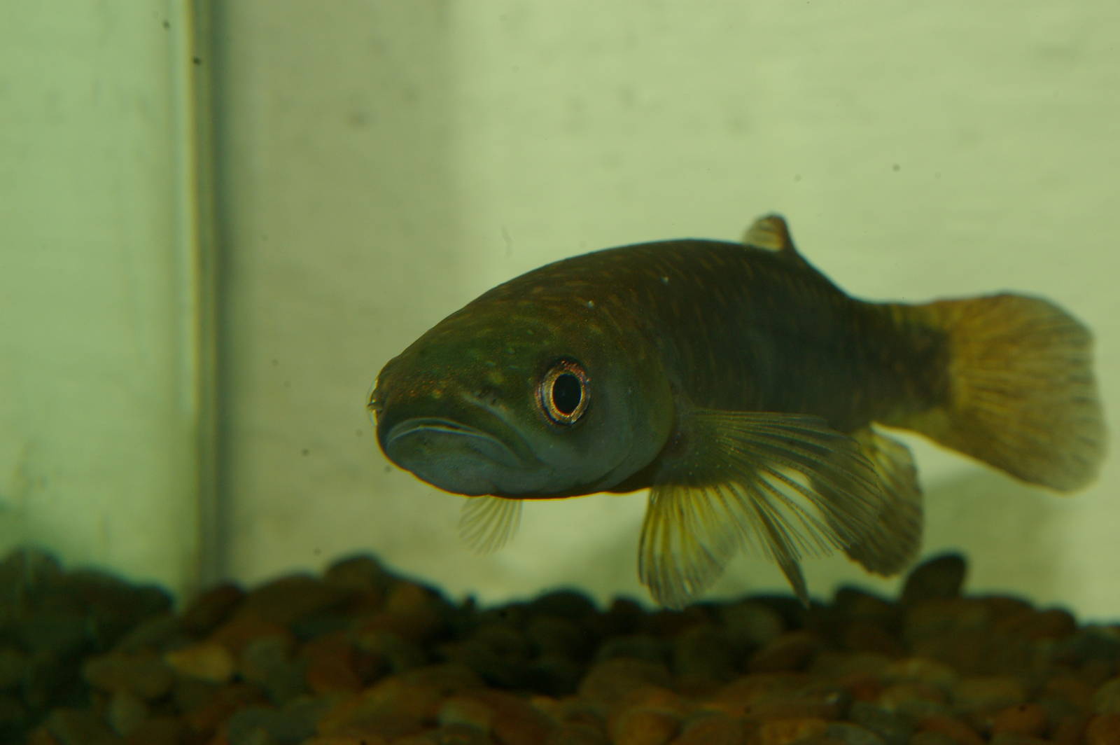 giant kokopu (Galaxias argenteus)