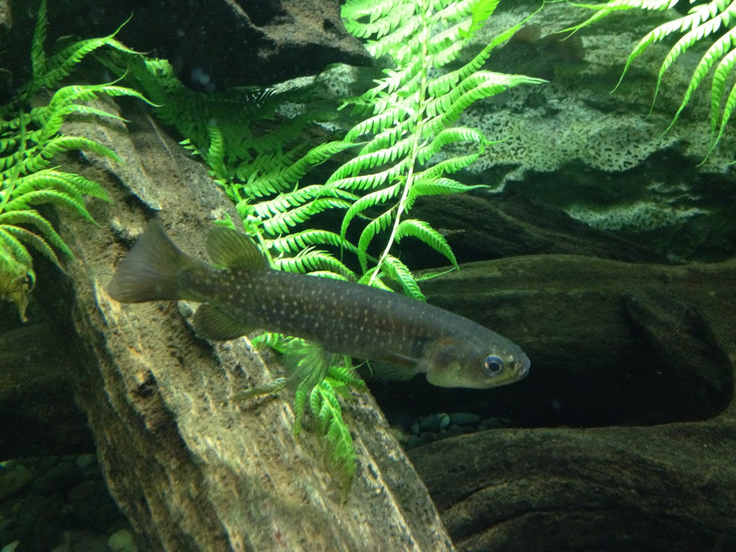 Giant Kokopu (Galaxias argenteus)