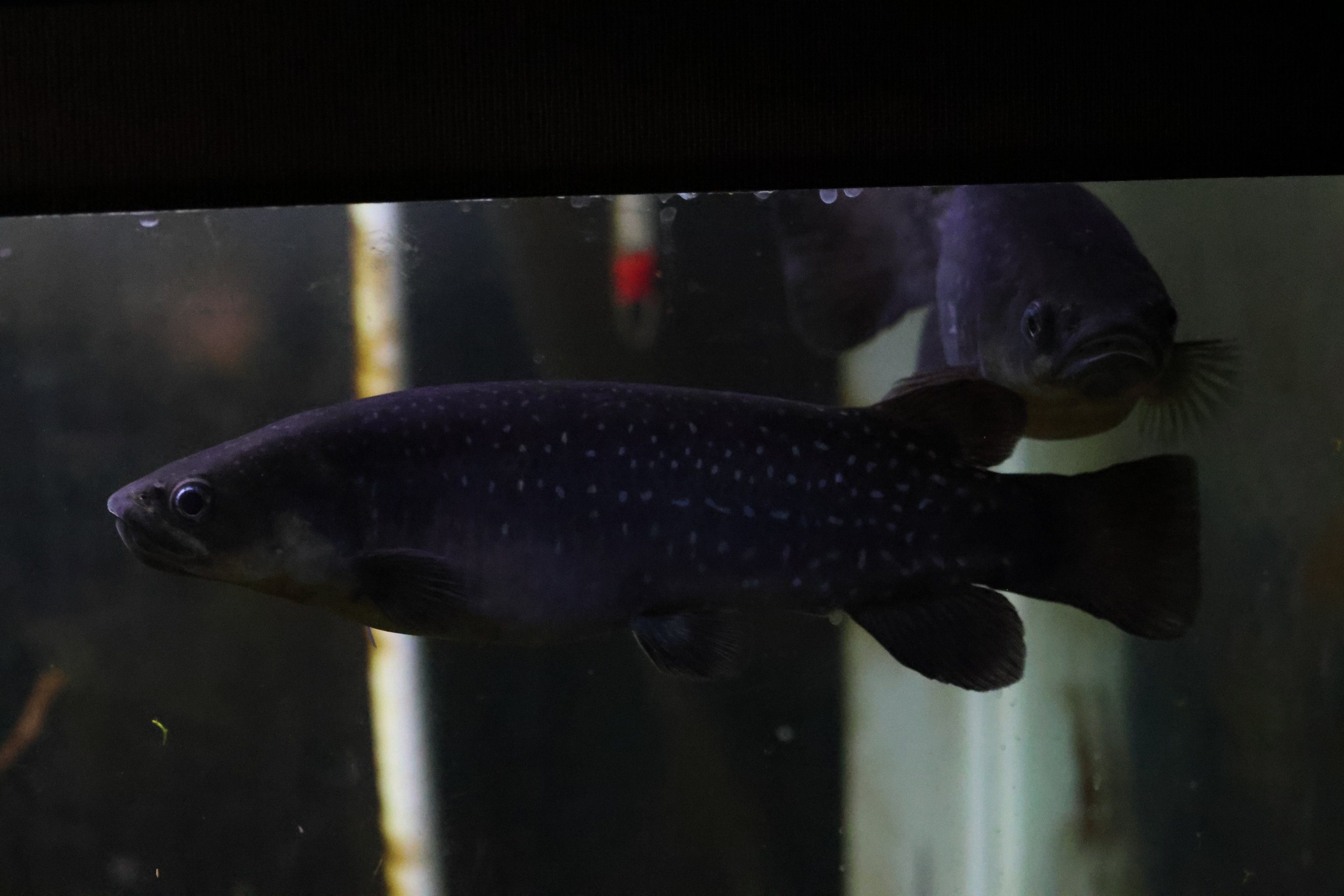 Giant Kōkopu (Galaxias argenteus)