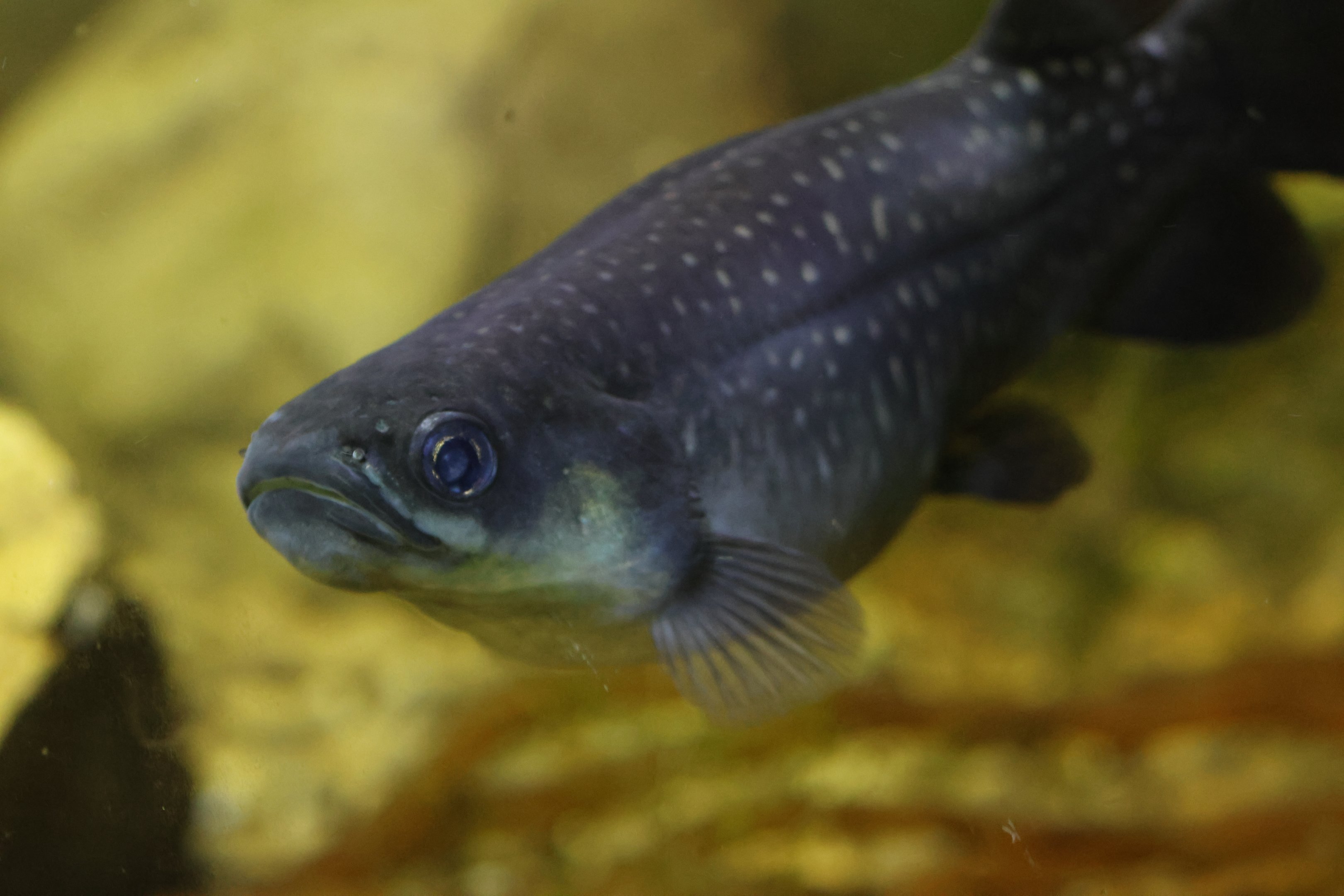 Giant Kōkopu (Galaxias argenteus)